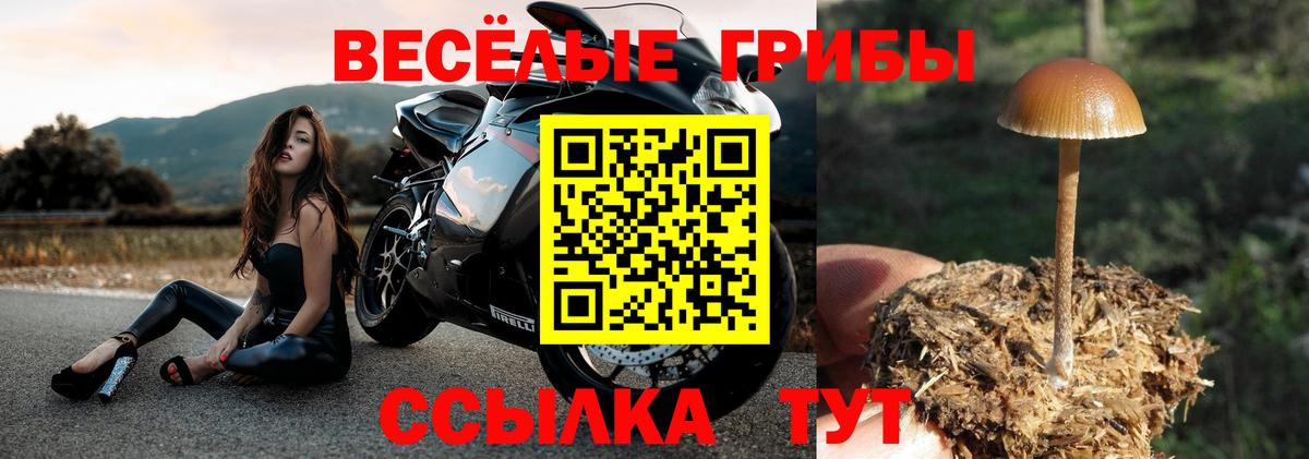 Чайковский  Псилоцибиновые грибы MAGIC MUSHROOMS  Вход с VPN  Галлюциногенные грибы Psilocybe 